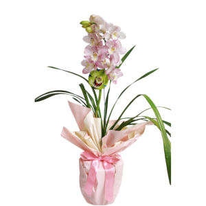 Orquídea