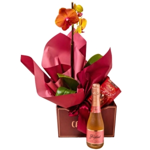 Orquídea com chocolate e cava freixenet