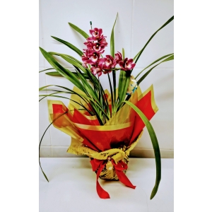 Orquídea master