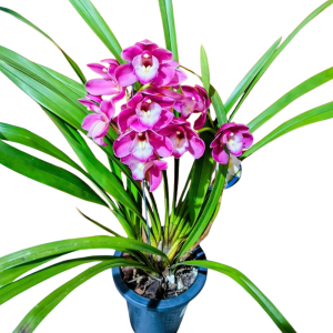 Orquídea gigante