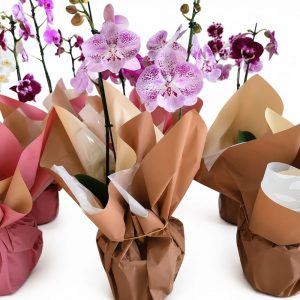 Orquídeas